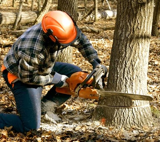 Tree Removal in Gracemont, OK